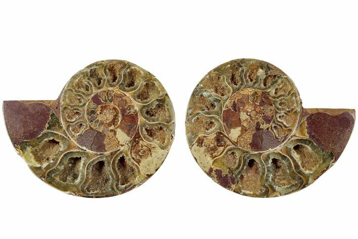 Jurassic Cut & Polished Ammonite Fossil - Madagascar #229270